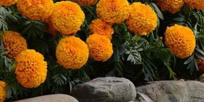 Marigold